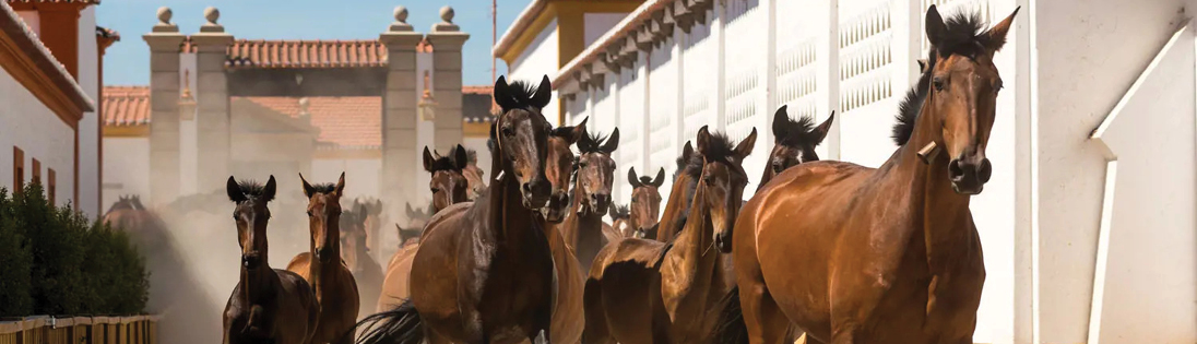 Alter Stud Farm - Lusitano Purebred Horses