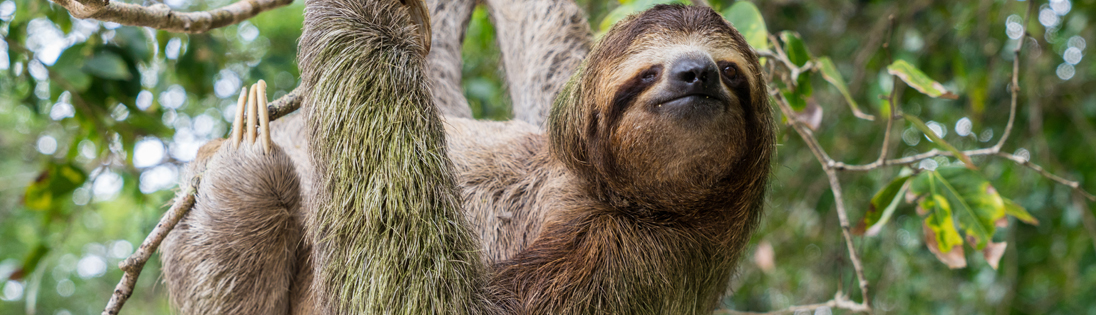 Sloth in Costa Rica