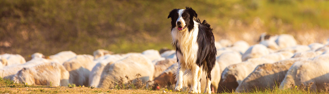 Scottish sheep hearding