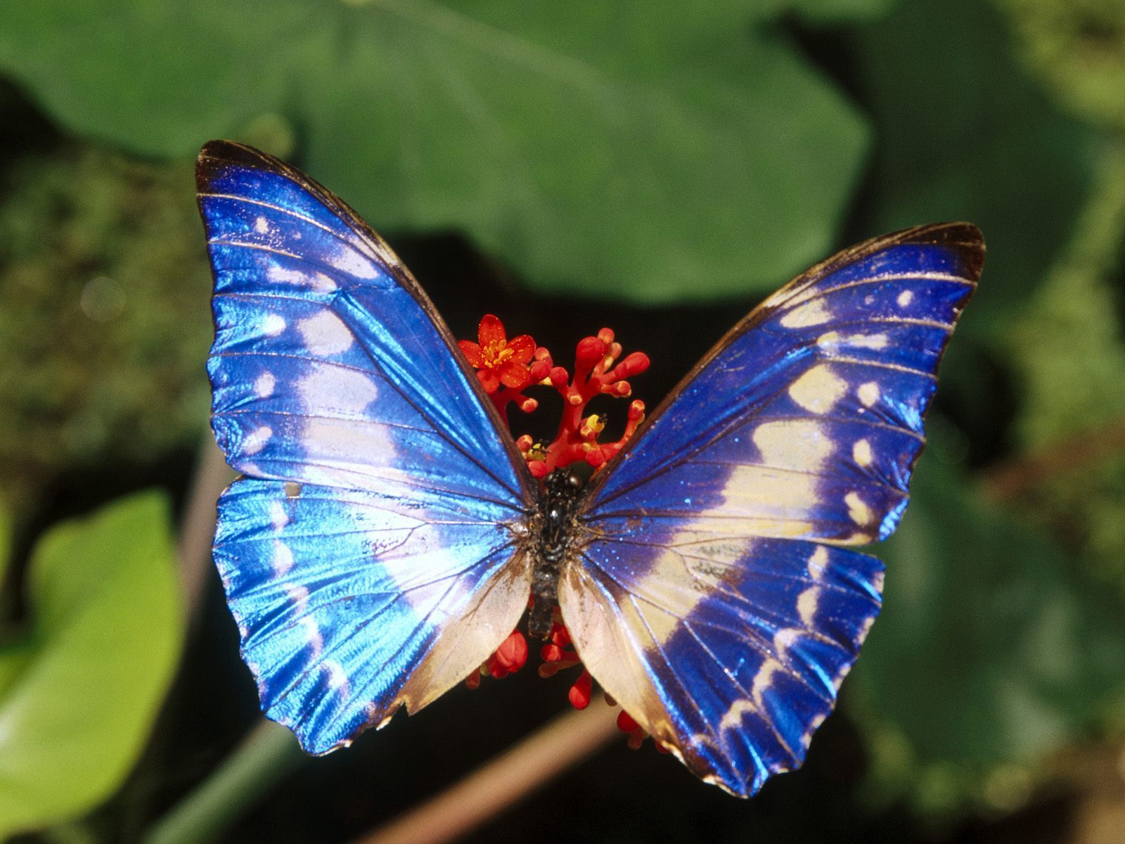 Butterflies in nature