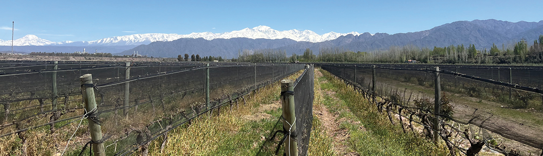 Argentinian Vineyard