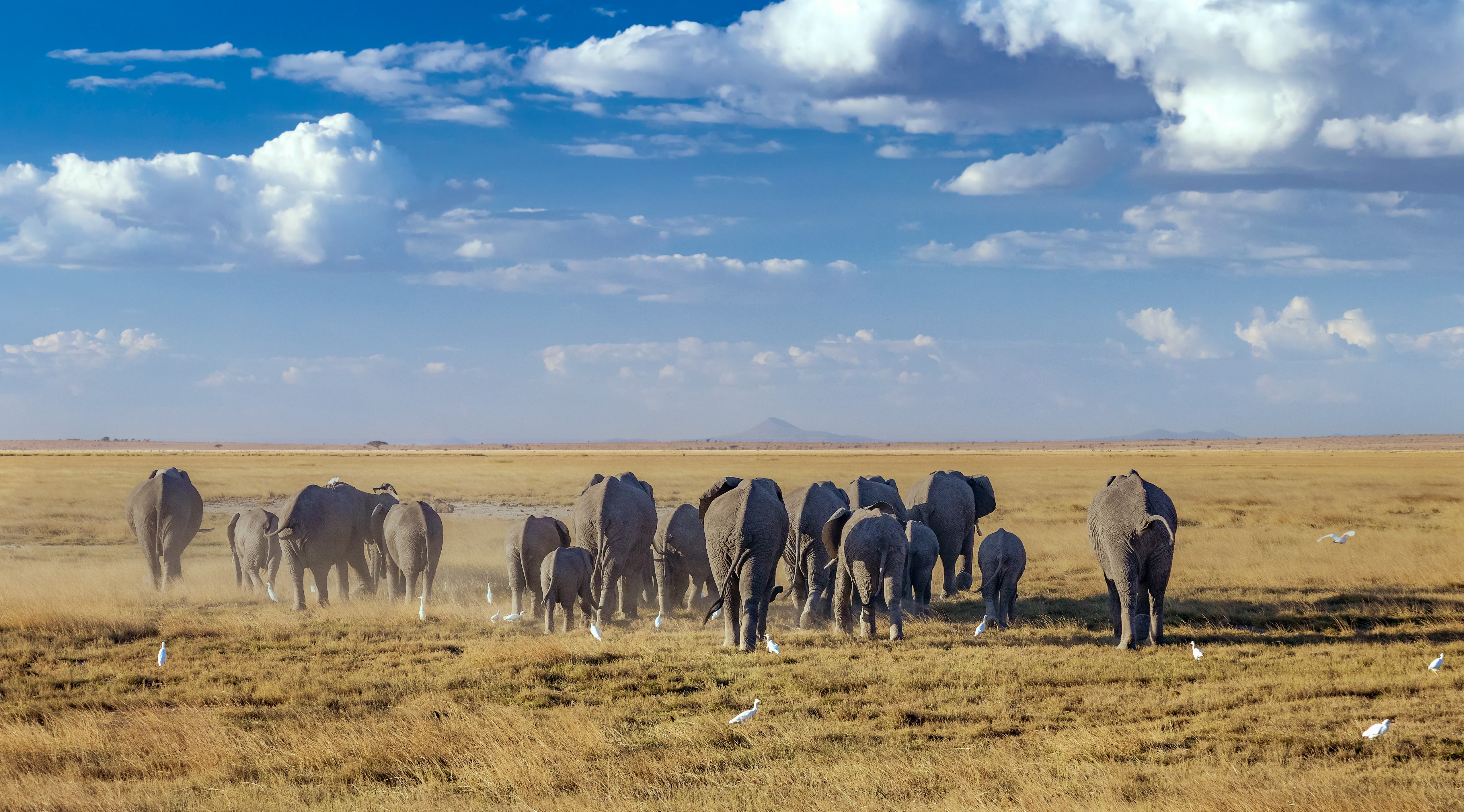 Elephants walking in Africa