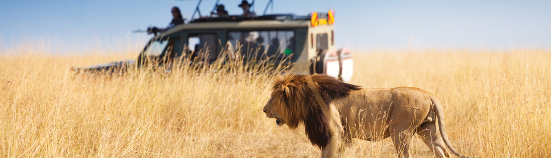 Plains of Africa - Lion