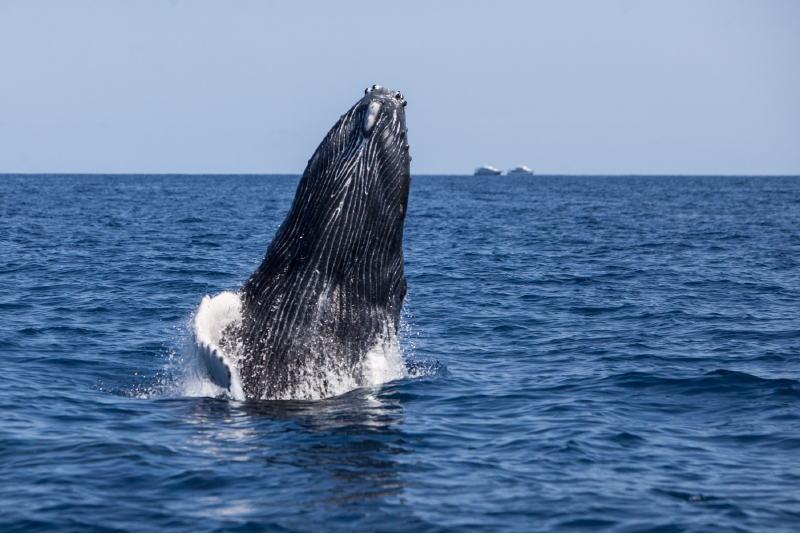 Whale watching Cape Cod