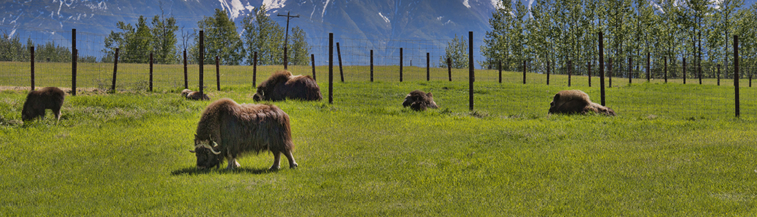 Visit a Musk Ox Farm