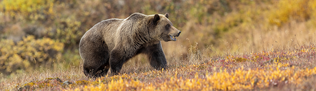Search for bears in Alaska