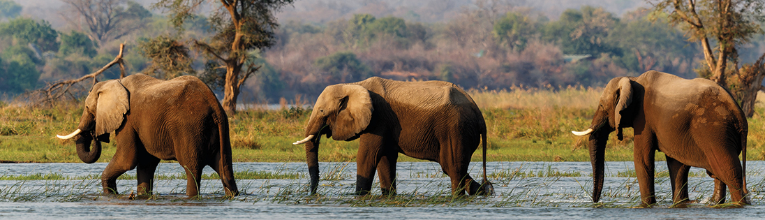 African Elephants in natural habitat