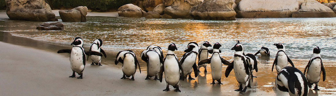 Penguins on Boulder Beach