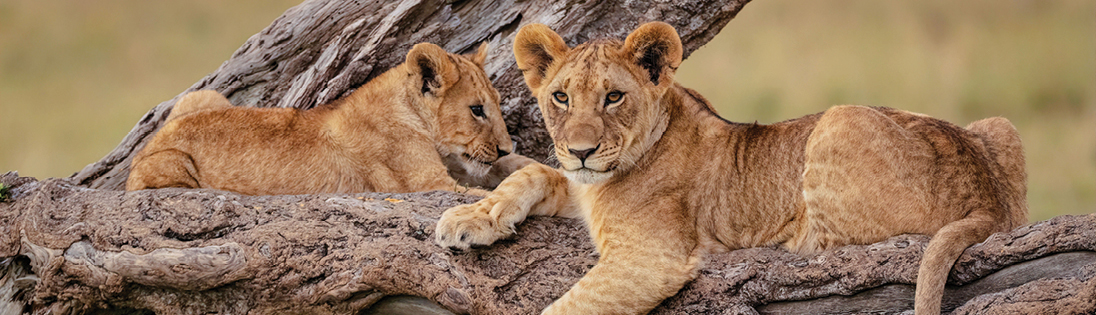 Female lion with cub