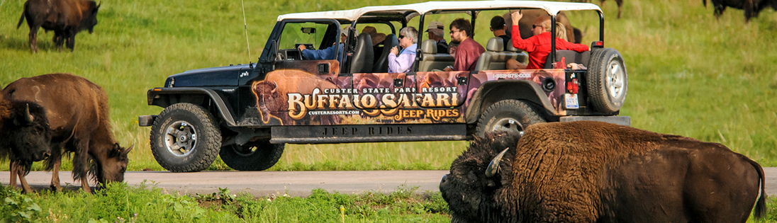 Search for Buffalo in Custer State Park