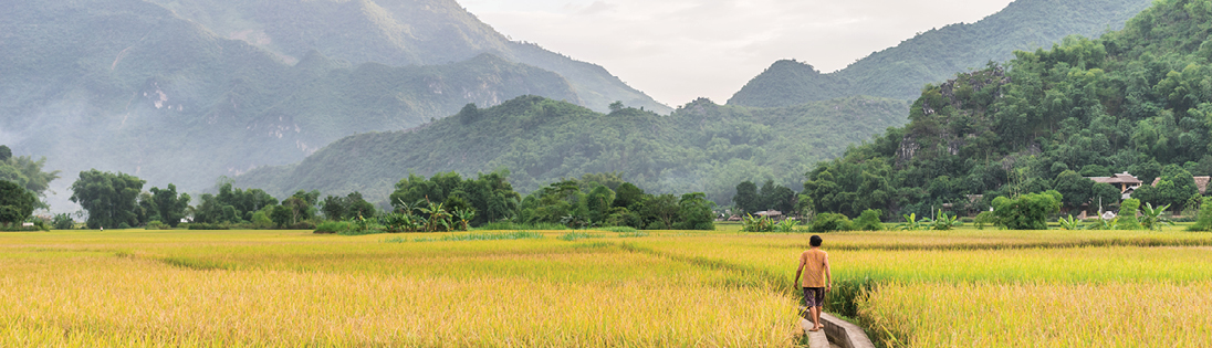 Rice paddies in Mai Chau