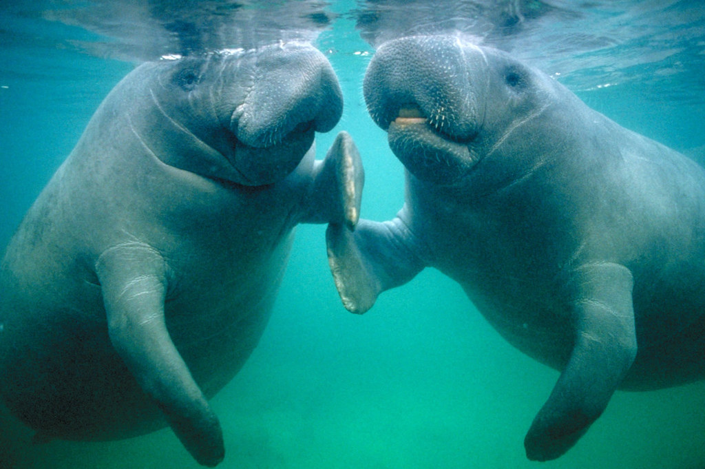 Manatees in Florida