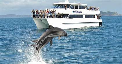 Dolphin Cruise picture