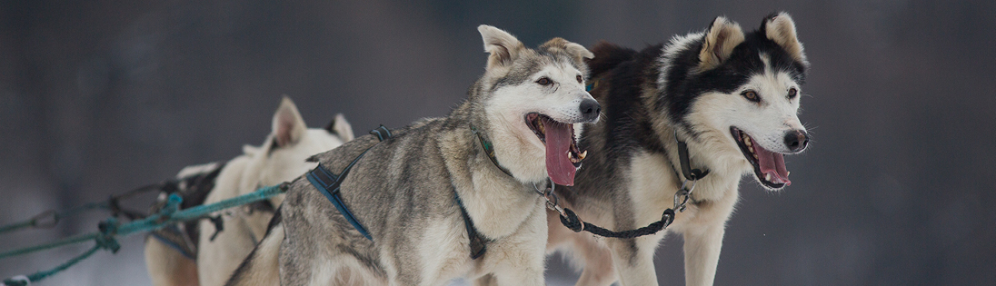 Dog mushing in Alaska