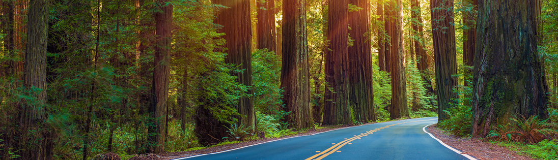 See the Avenue of the Giants