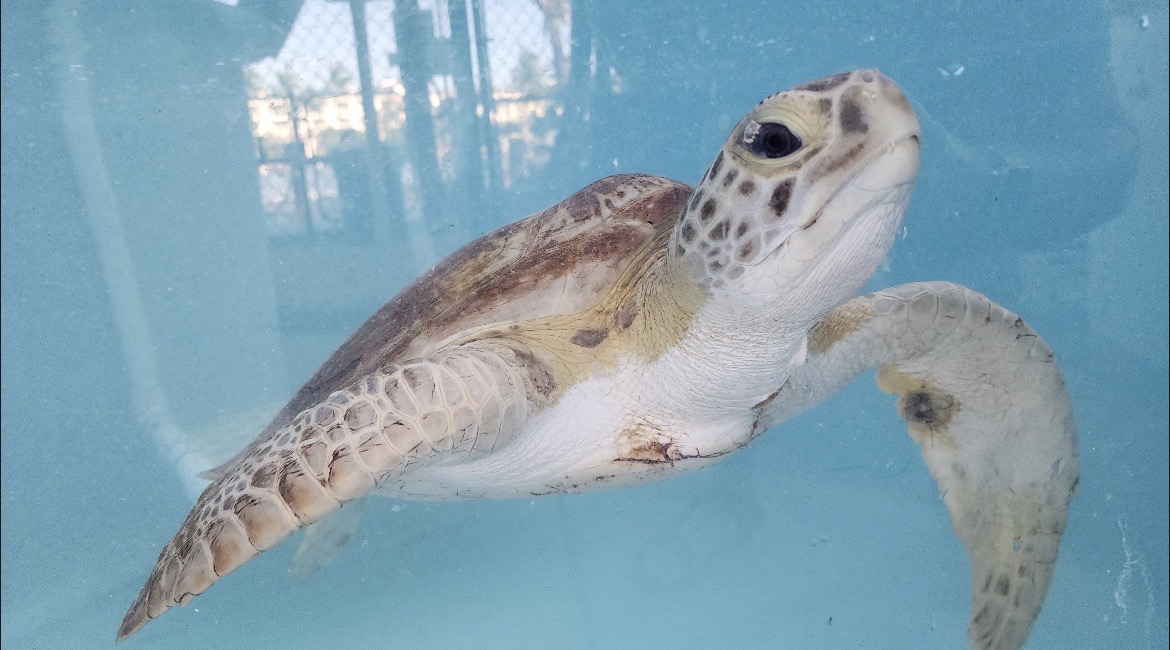 Bruce at the Turtle Hospital
