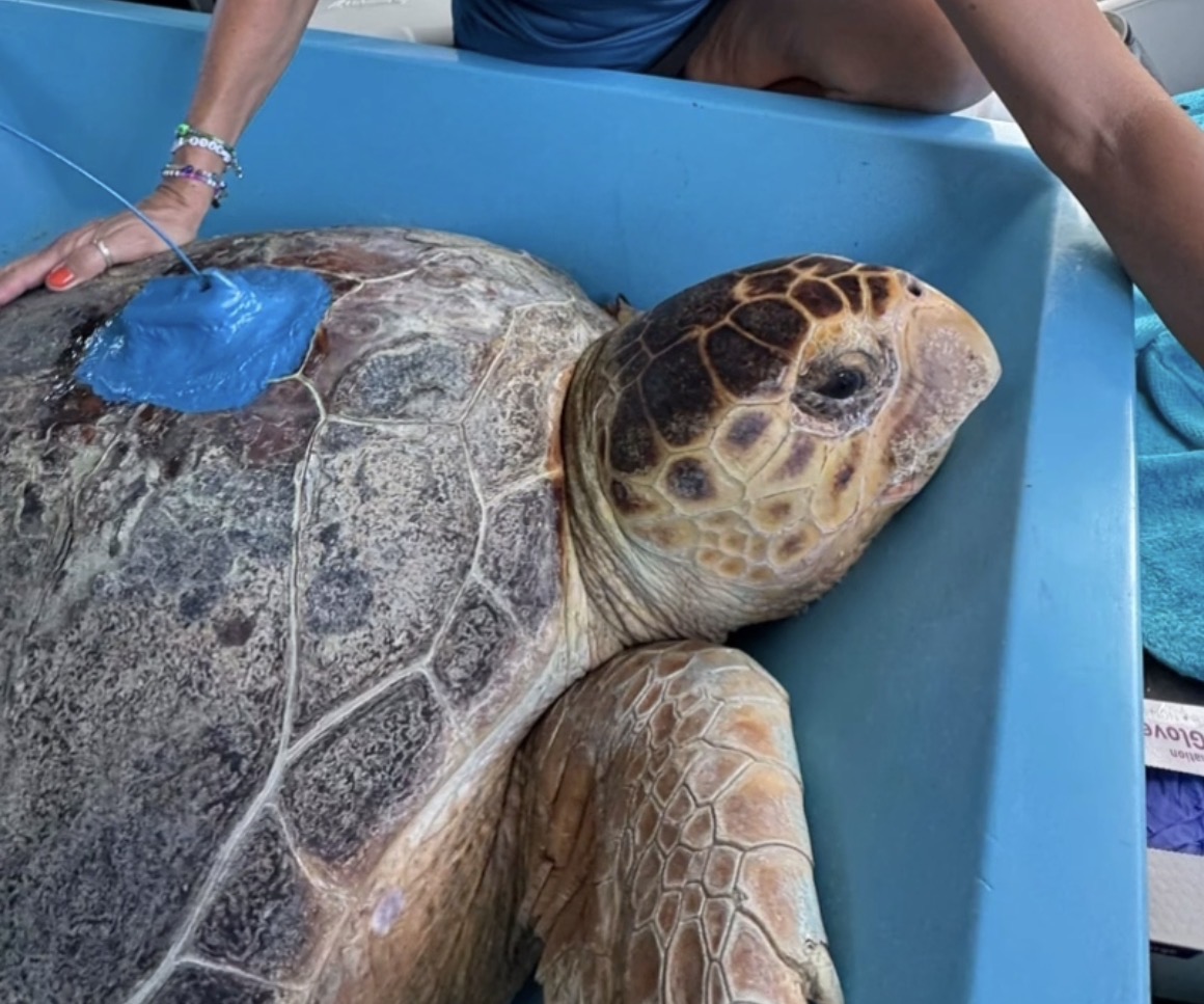 Release of Molly the turtle