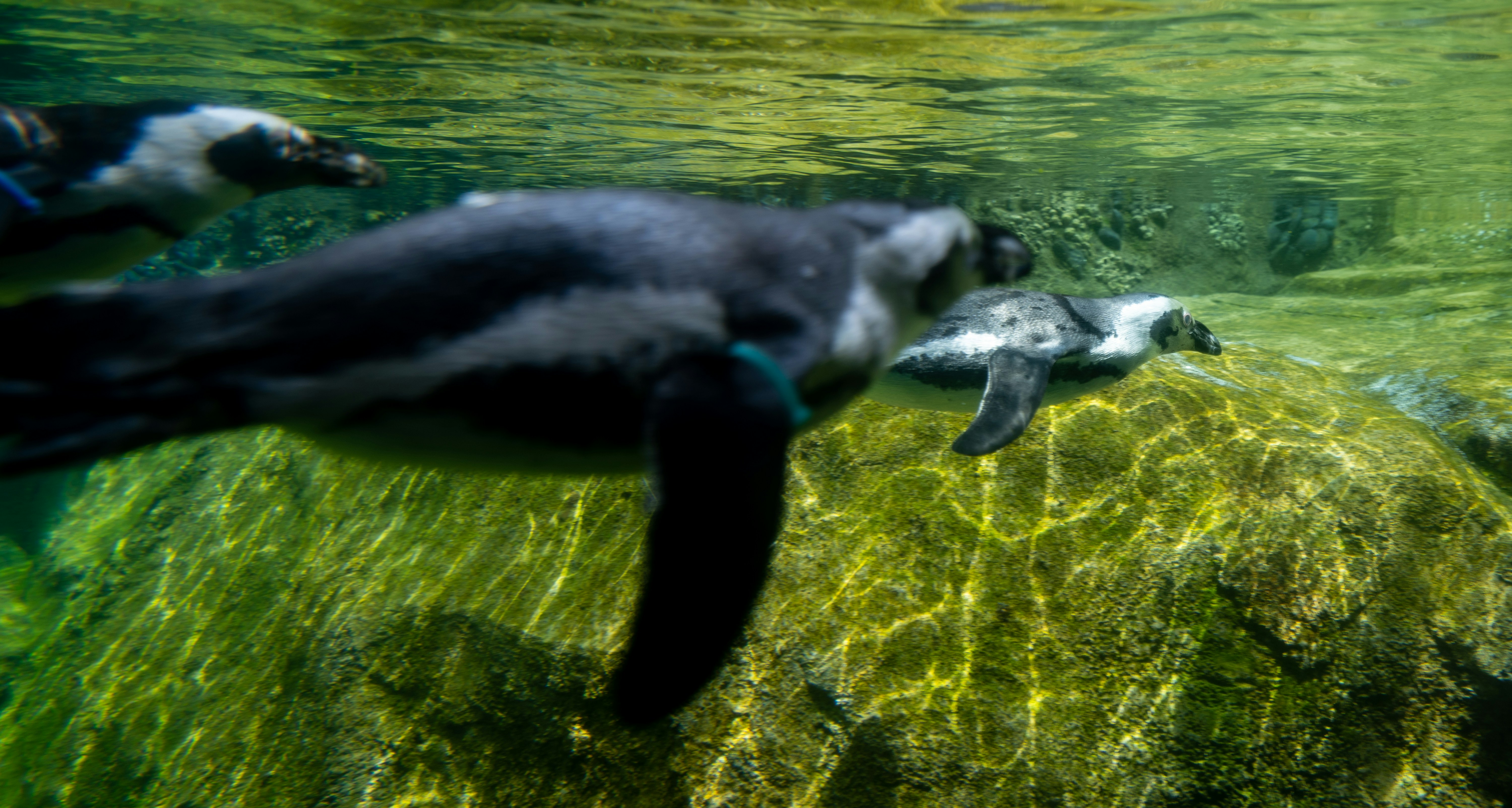  Lincoln Park Zoo