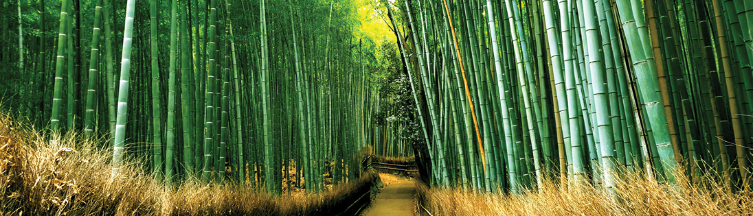 Arashiyama Bamboo Forest