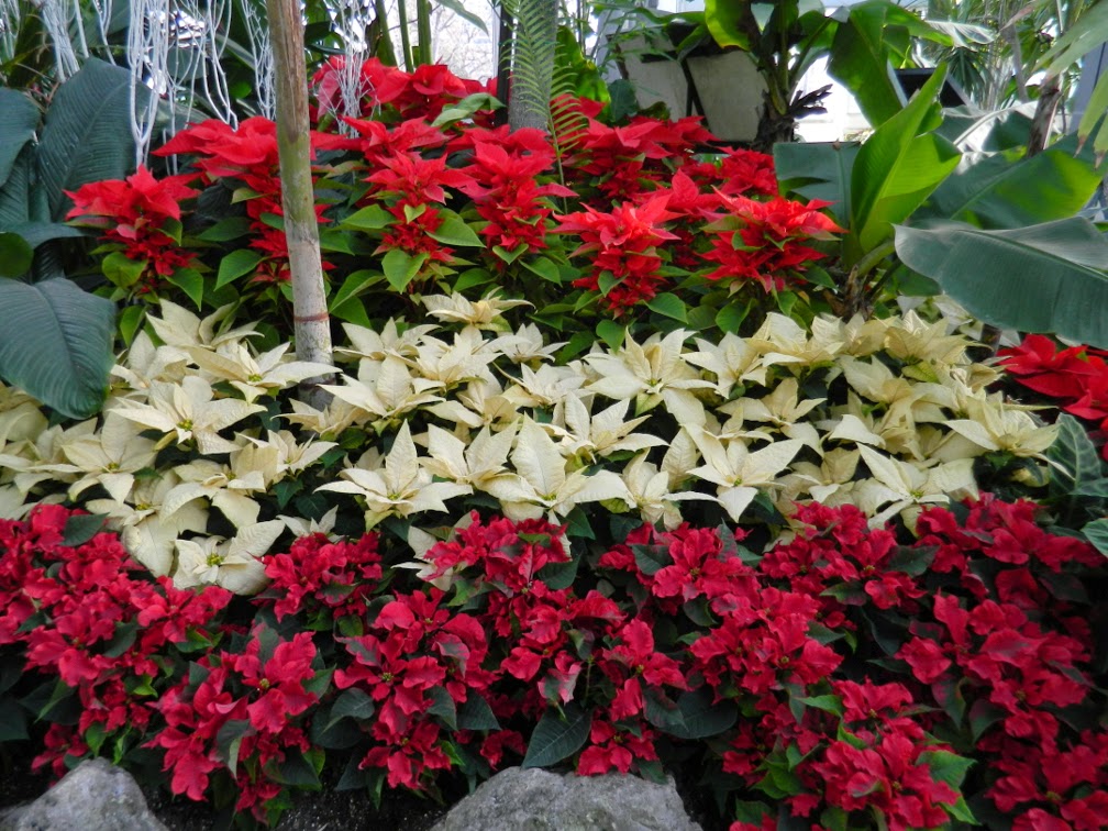 Poinsettia's at Christmas